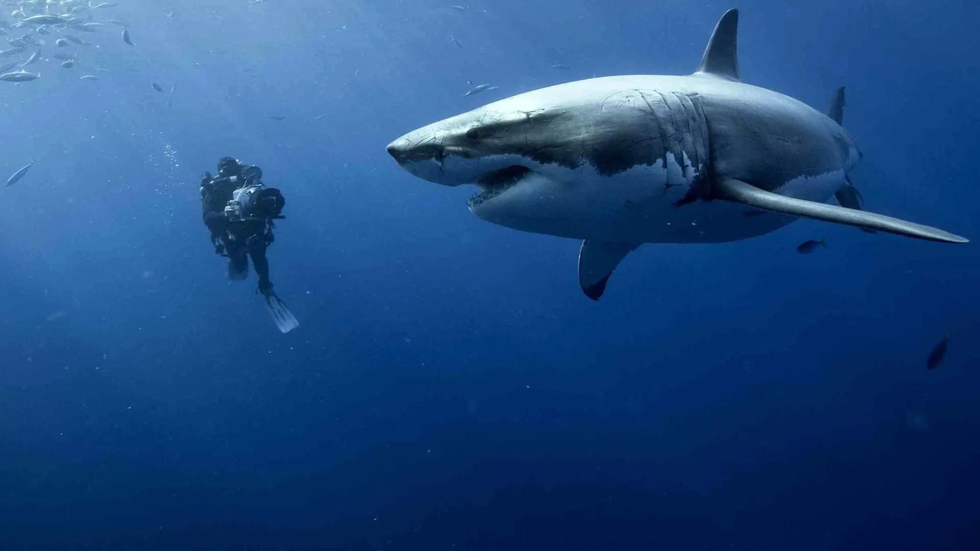 دانلود فیلم اقیانوس Oceans 2009