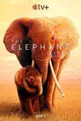 دانلود مستند The Elephant Queen 2019