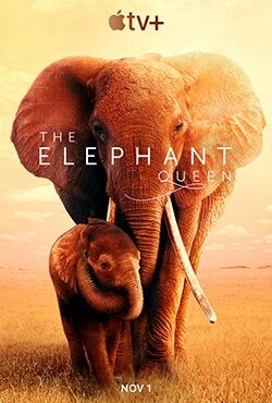 دانلود مستند The Elephant Queen 2019