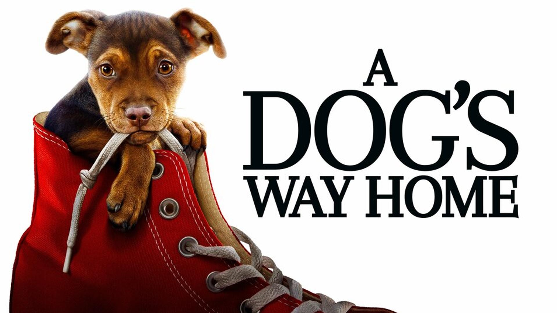 تصویر فیلم A Dogs Way Home