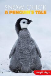 دانلود مستند Snow Chick: A Penguin’s Tale 2015