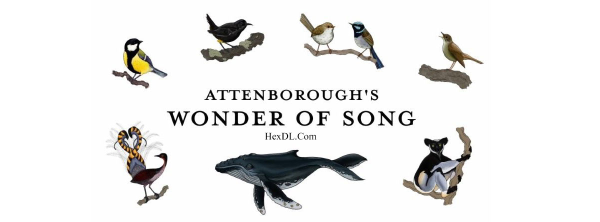 تصویر فیلم Attenborough's Wonder of Song