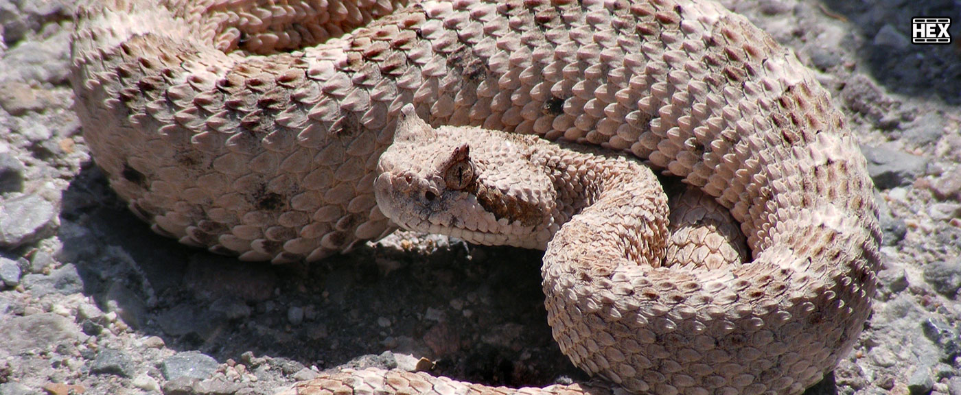 تصویر فیلم King Rattler