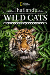 دانلود فیلم مستند گربه های وحشی تایلند Thailand’s Wild Cats 2021