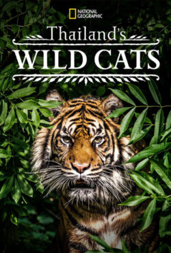 دانلود فیلم مستند گربه های وحشی تایلند Thailand’s Wild Cats 2021