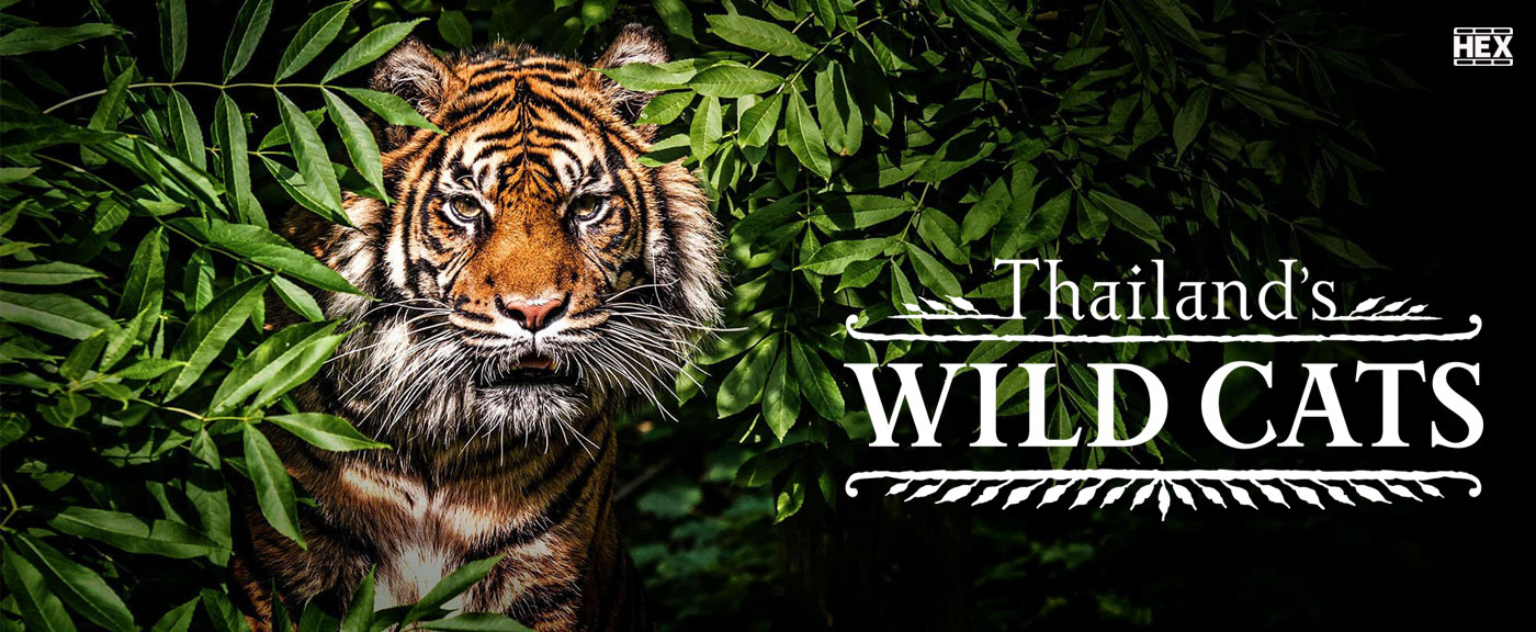 دانلود فیلم مستند گربه های وحشی تایلند Thailand’s Wild Cats 2021