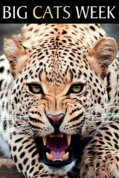 دانلود مستند یک هفته با گربه‌ سانان Chasing Big Cats 2004