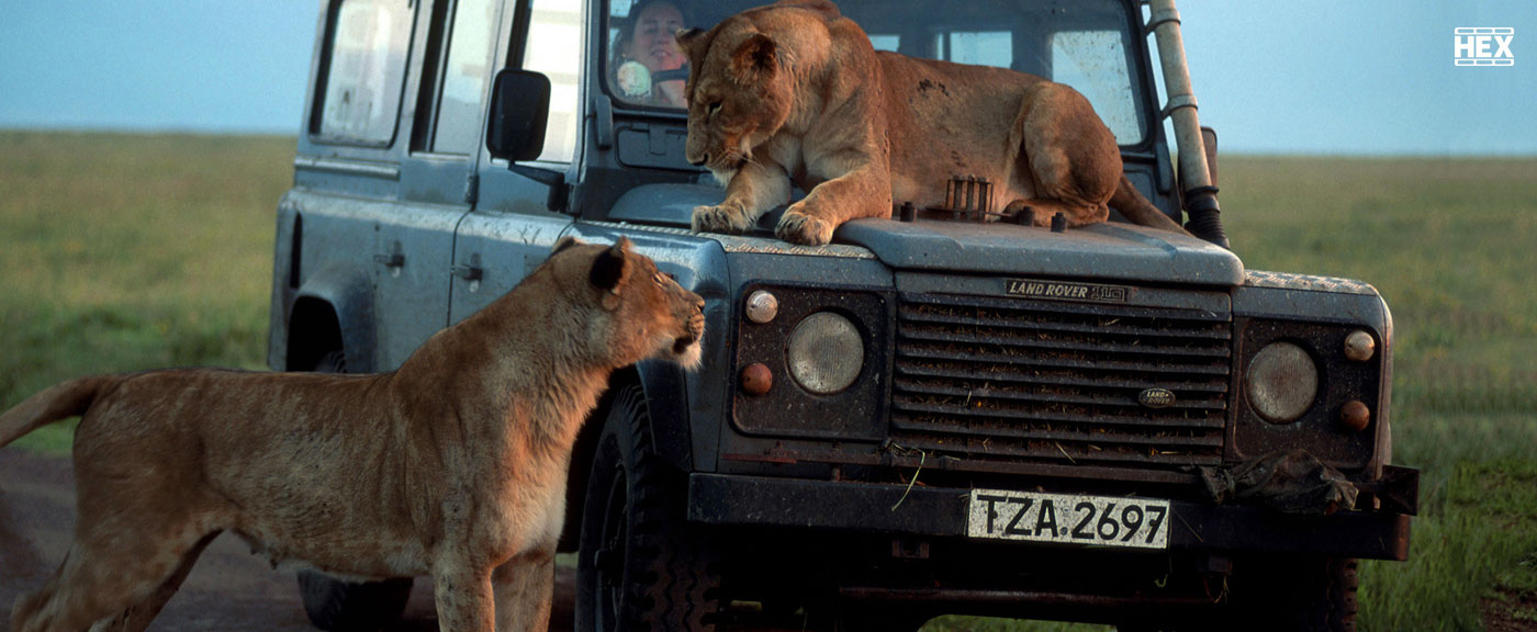 تصویر سریال Chasing Big Cats