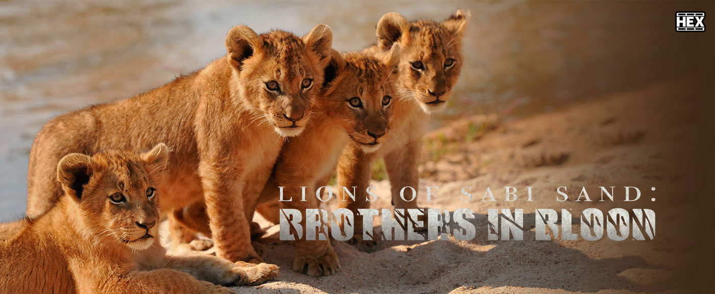 تصویر فیلم Brothers in Blood: The Lions of Sabi Sand