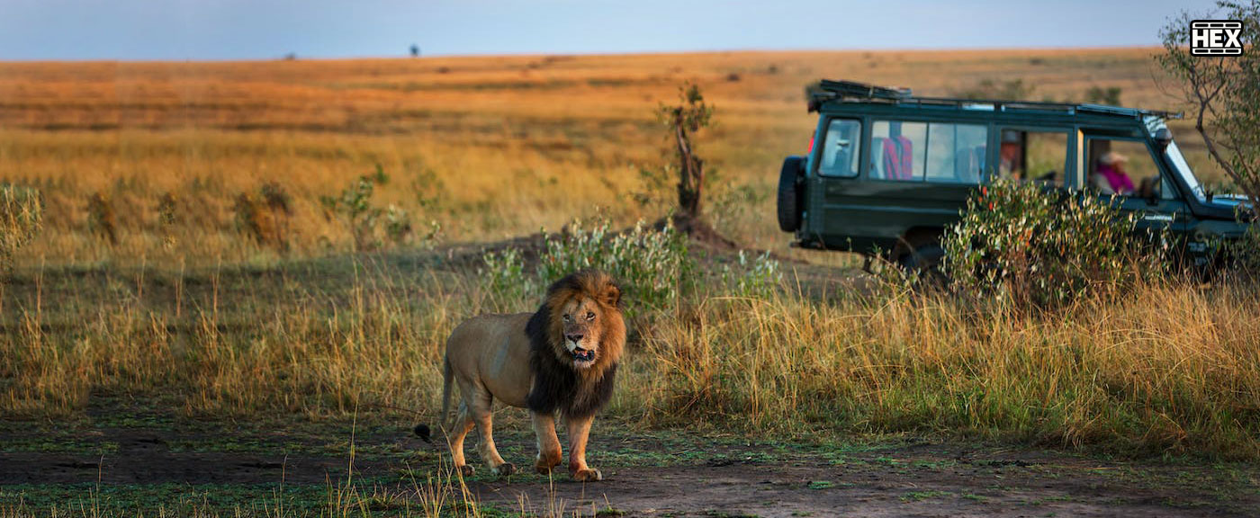 تصویر فیلم 3D Safari: Africa