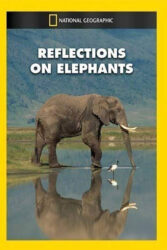 دانلود مستند فیل ها Reflections on Elephants 1994