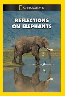 دانلود مستند فیل ها Reflections on Elephants 1994