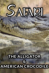 دانلود مستند سافاری: تمساح و کروکودیل آمریکایی Safari: The Alligator and American Crocodile 1996