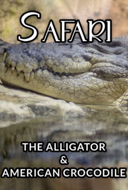 دانلود مستند سافاری: تمساح و کروکودیل آمریکایی Safari: The Alligator and American Crocodile 1996