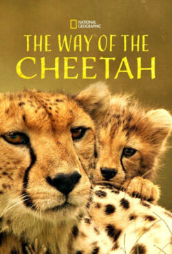 دانلود مستند روش چیتا The Way of the Cheetah 2022