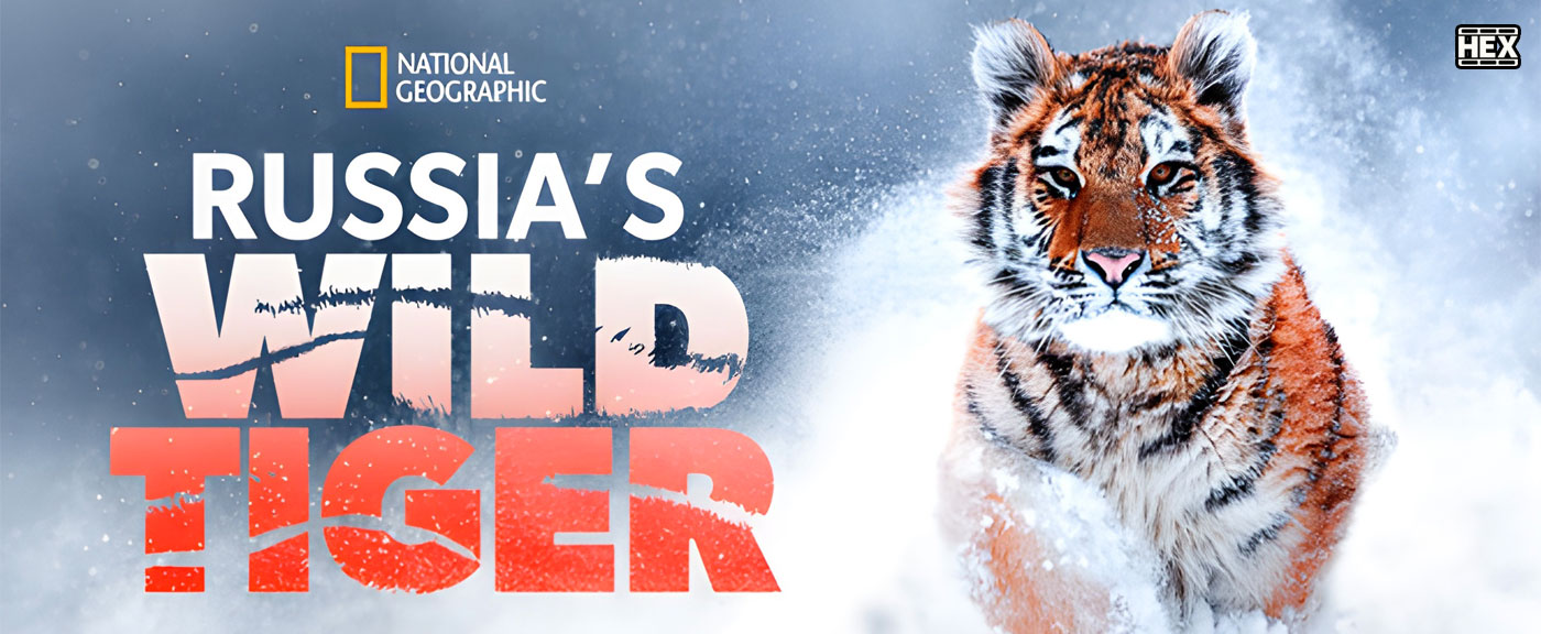 تصویر سریال Russia's Wild Tiger