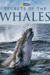 دانلود مستند اسرار نهنگ ها Secrets of the Whales 2021