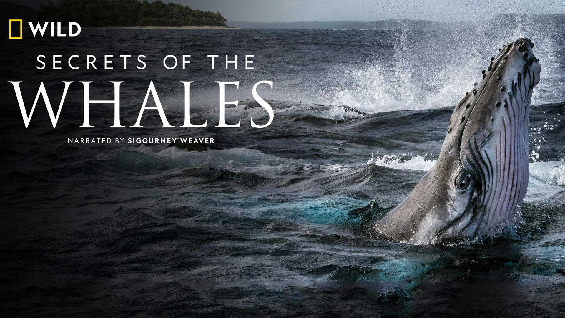 تصویر سریال Secrets of the Whales