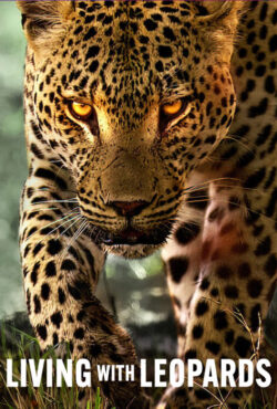 دانلود مستند زندگی با پلنگ ها Living with Leopards 2024