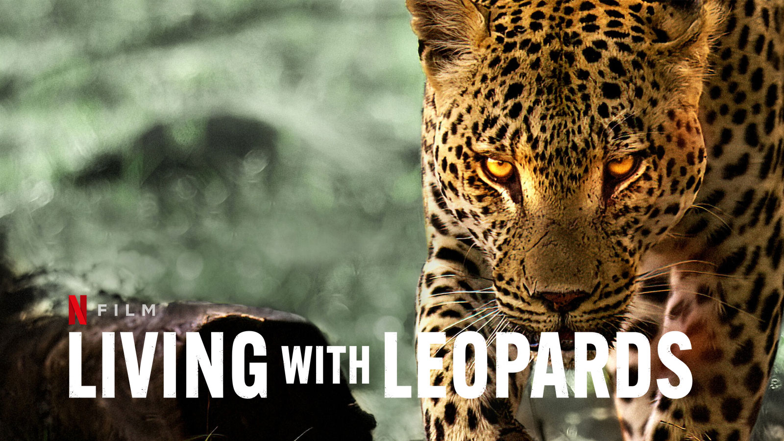 دانلود مستند زندگی با پلنگ ها Living with Leopards 2024