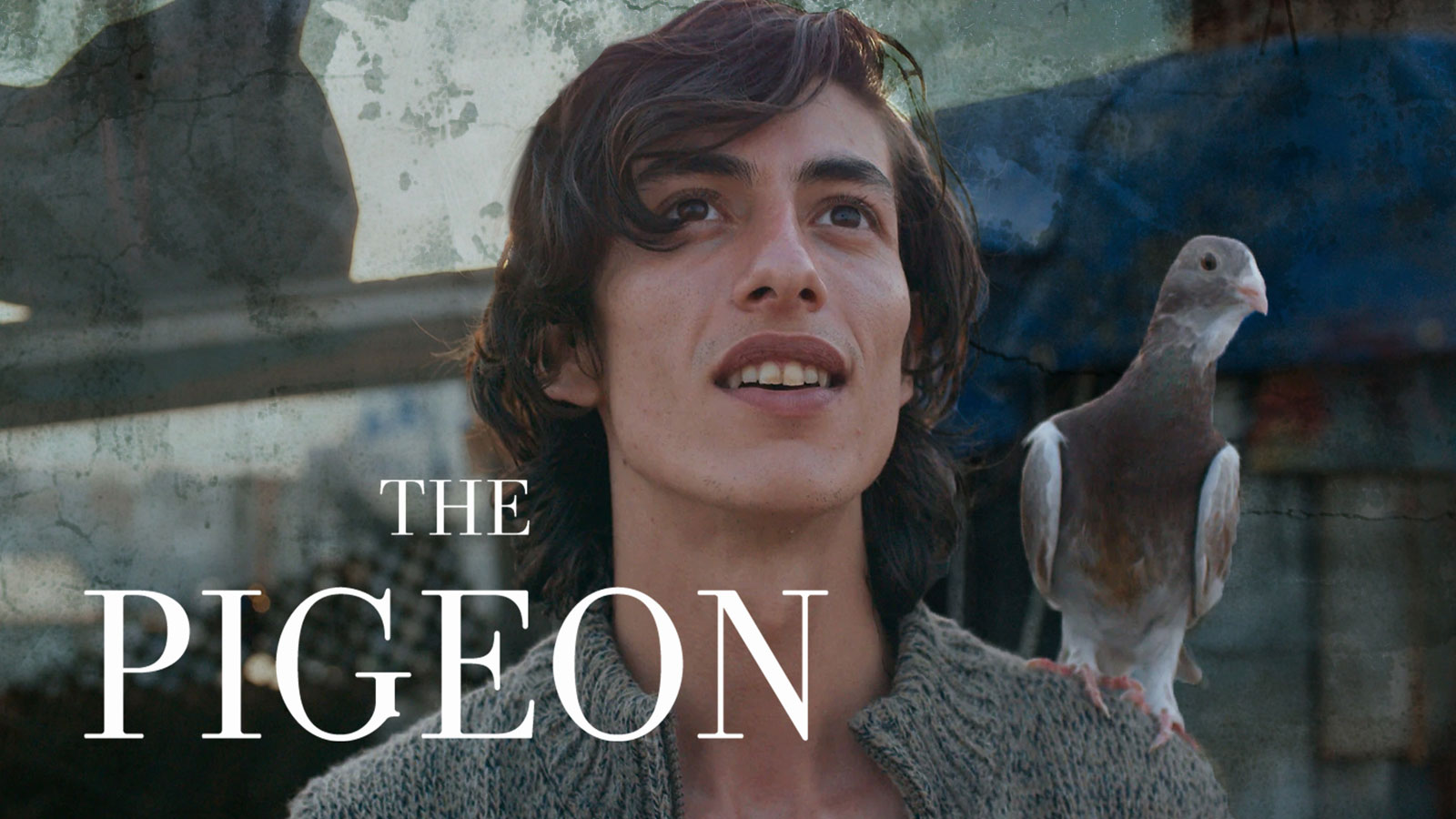 دانلود فیلم کبوتر The Pigeon 2018