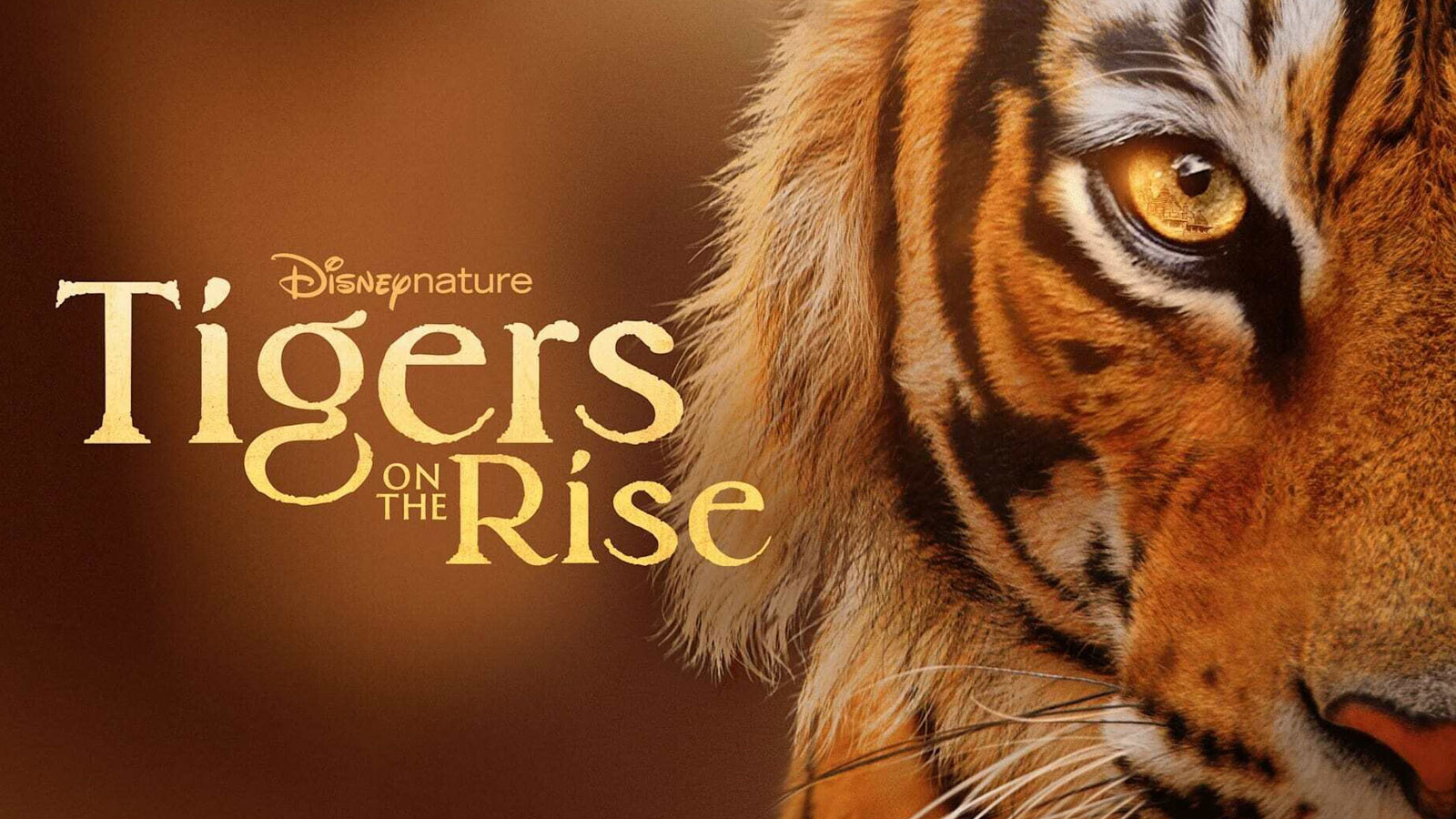 دانلود مستند ببرهای در حال ظهور Tigers on the Rise 2024