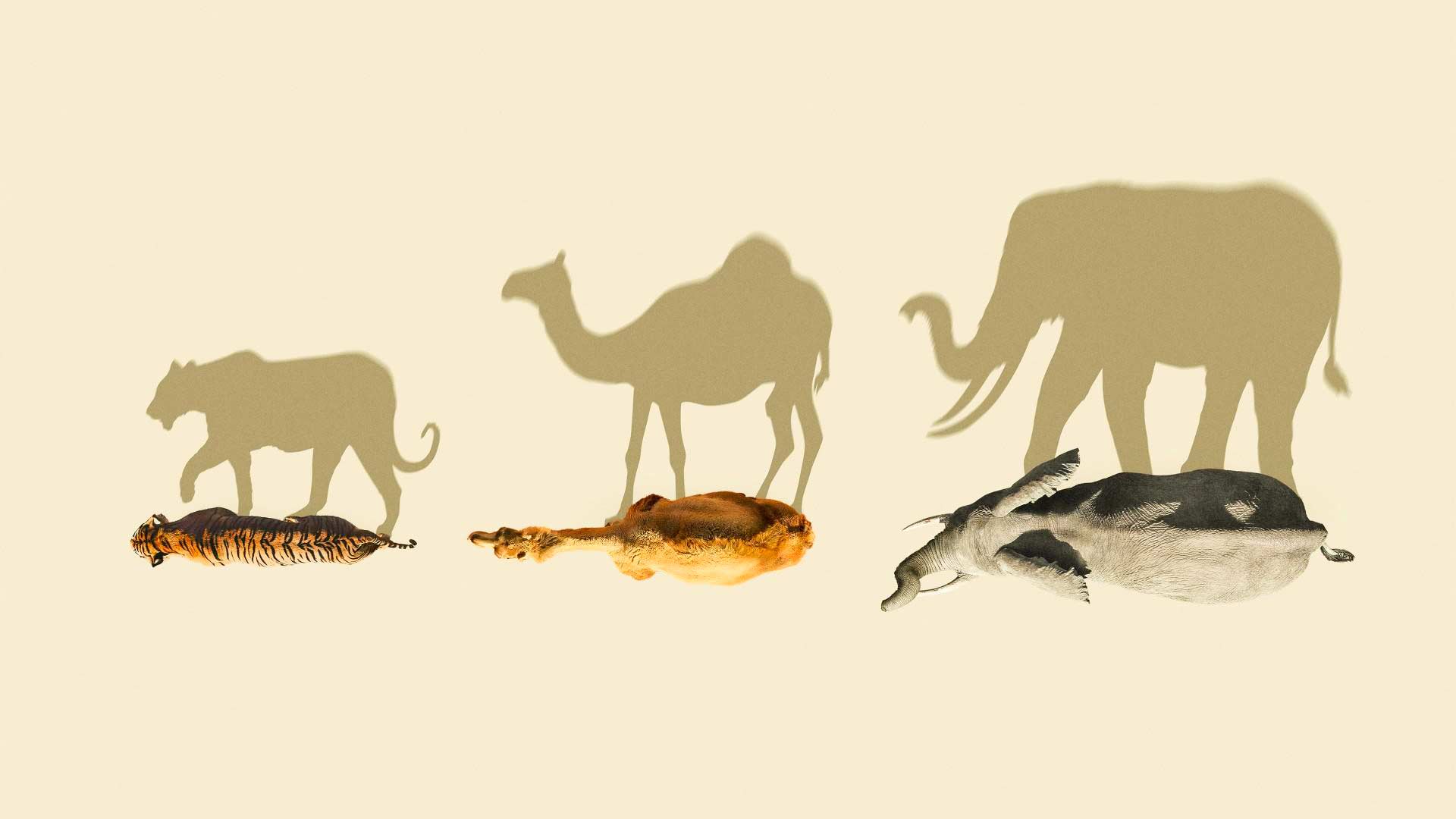 دانلود مستند پستانداران Mammals 2024