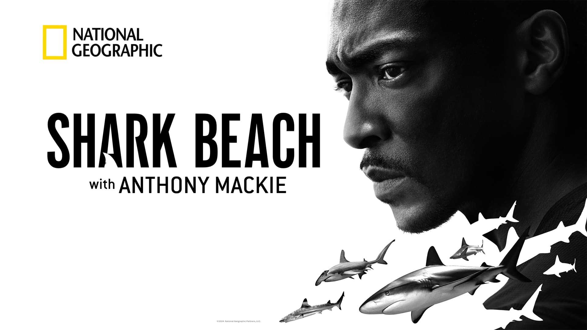 دانلود مستند ساحل کوسه با آنتونی مکی Shark Beach with Anthony Mackie 2024