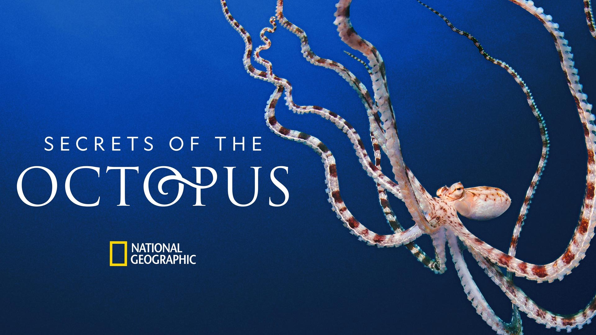 تصویر سریال Secrets of the Octopus