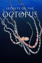 دانلود مستند اسرار اختاپوس Secrets of the Octopus 2024