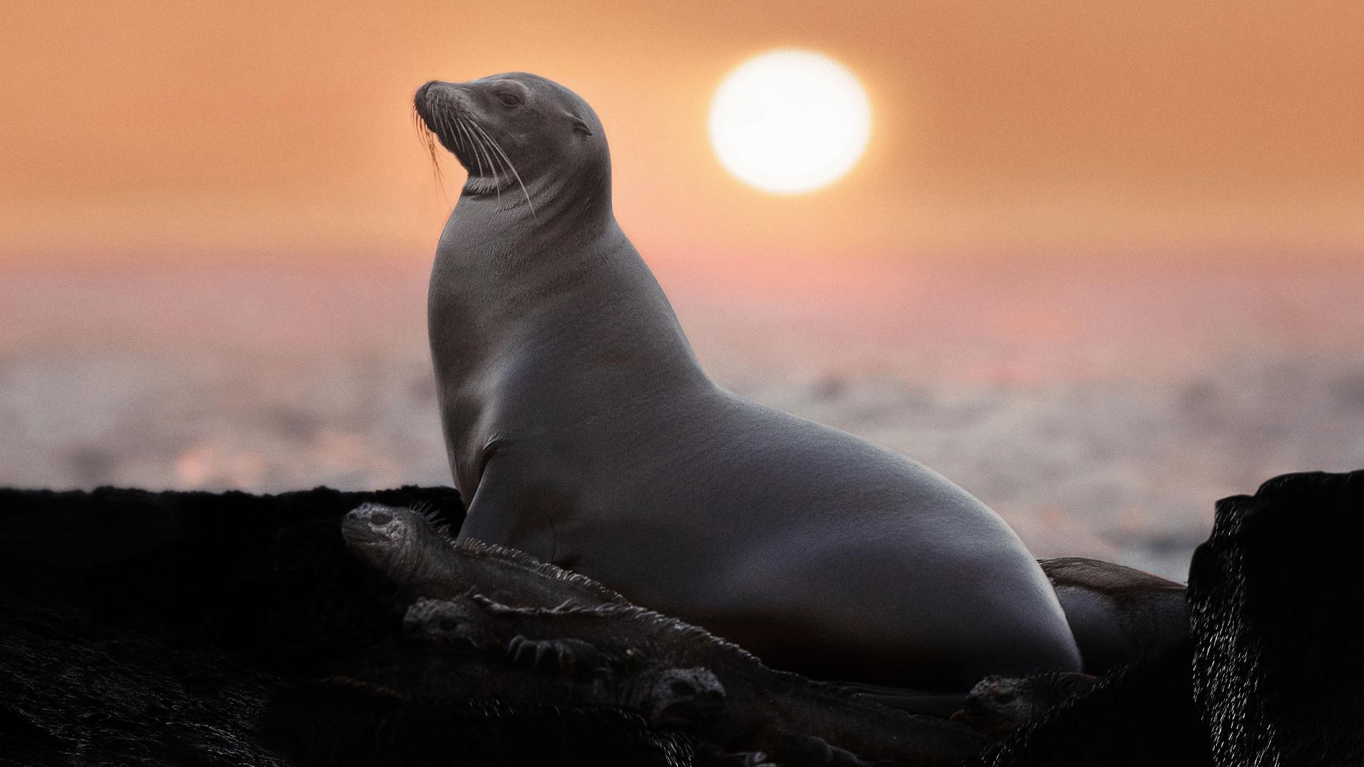 دانلود فیلم شیرهای دریایی گالاپاگوس Sea Lions of the Galapagos 2025