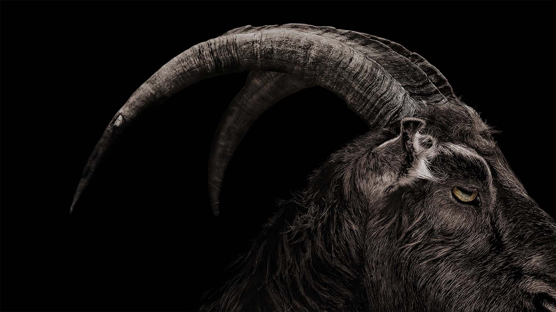 دانلود فیلم جادوگر The Witch 2015