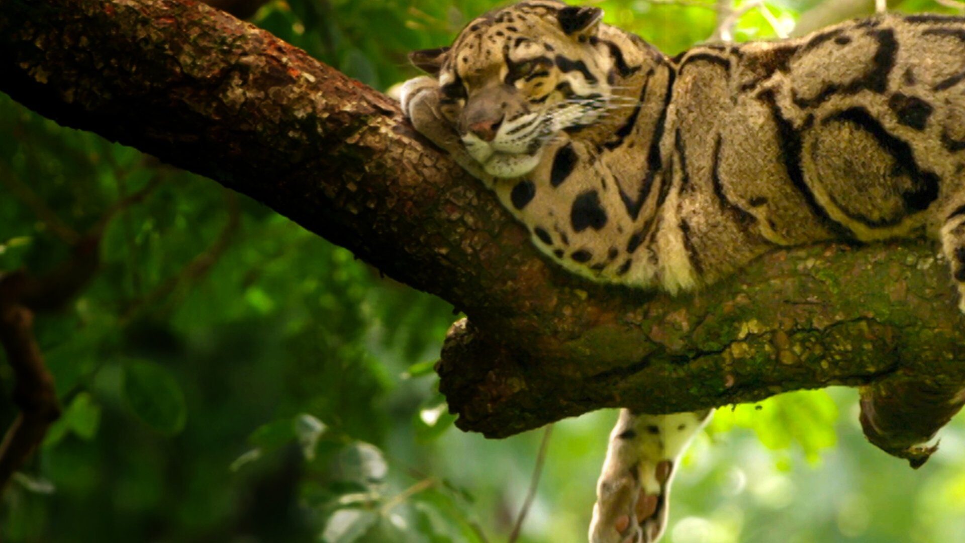 دانلود فیلم پلنگ های وحشی هند India’s Wild Leopards 2020