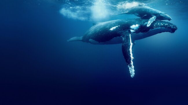 دانلود فیلم اقیانوس با دیوید آتنبرو Ocean with David Attenborough 2025