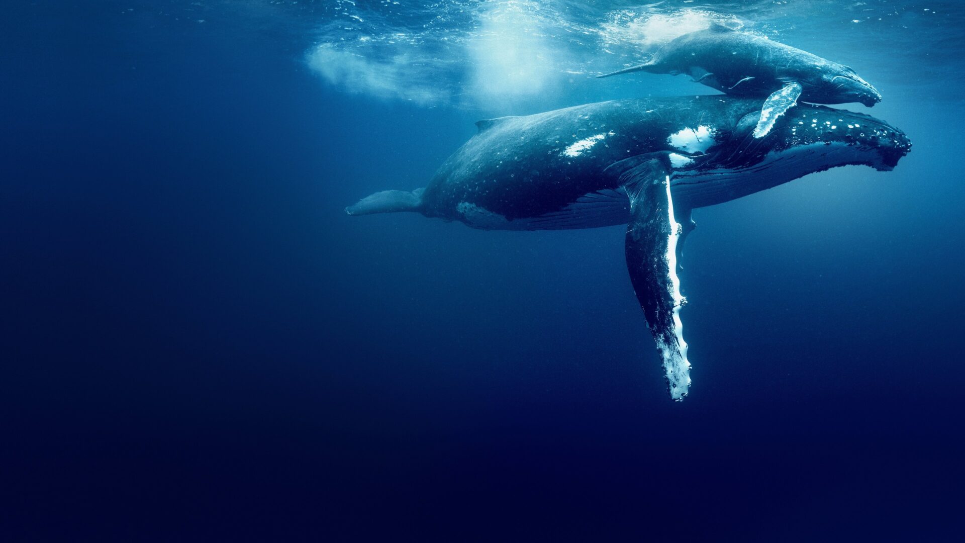 دانلود فیلم اقیانوس با دیوید آتنبرو Ocean with David Attenborough 2025