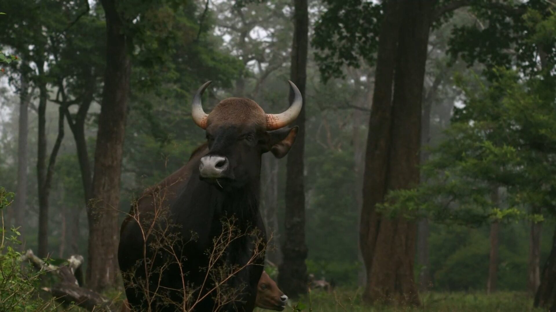 دانلود فیلم حیات وحش کارناتاکا Wild Karnataka 2020