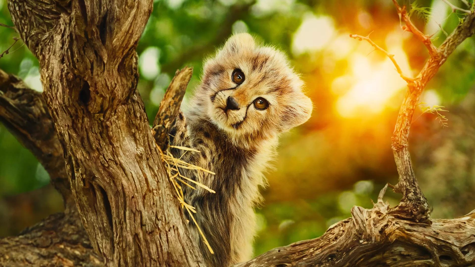 دانلود سریال متعلق به آزادی Born to Be Wild