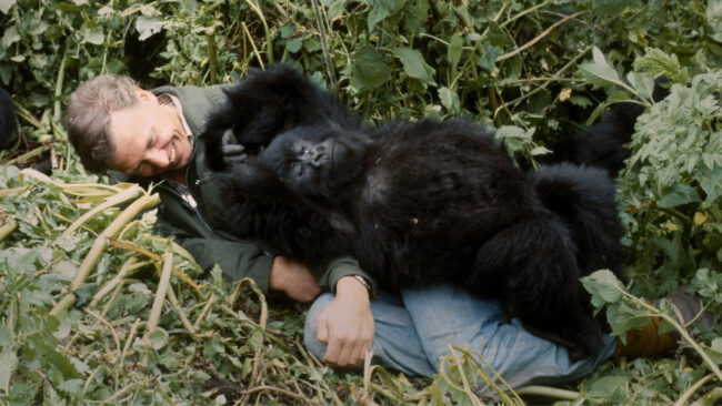 دانلود فیلم داستان یک گوریل A Gorilla Story: Told by David Attenborough 2026