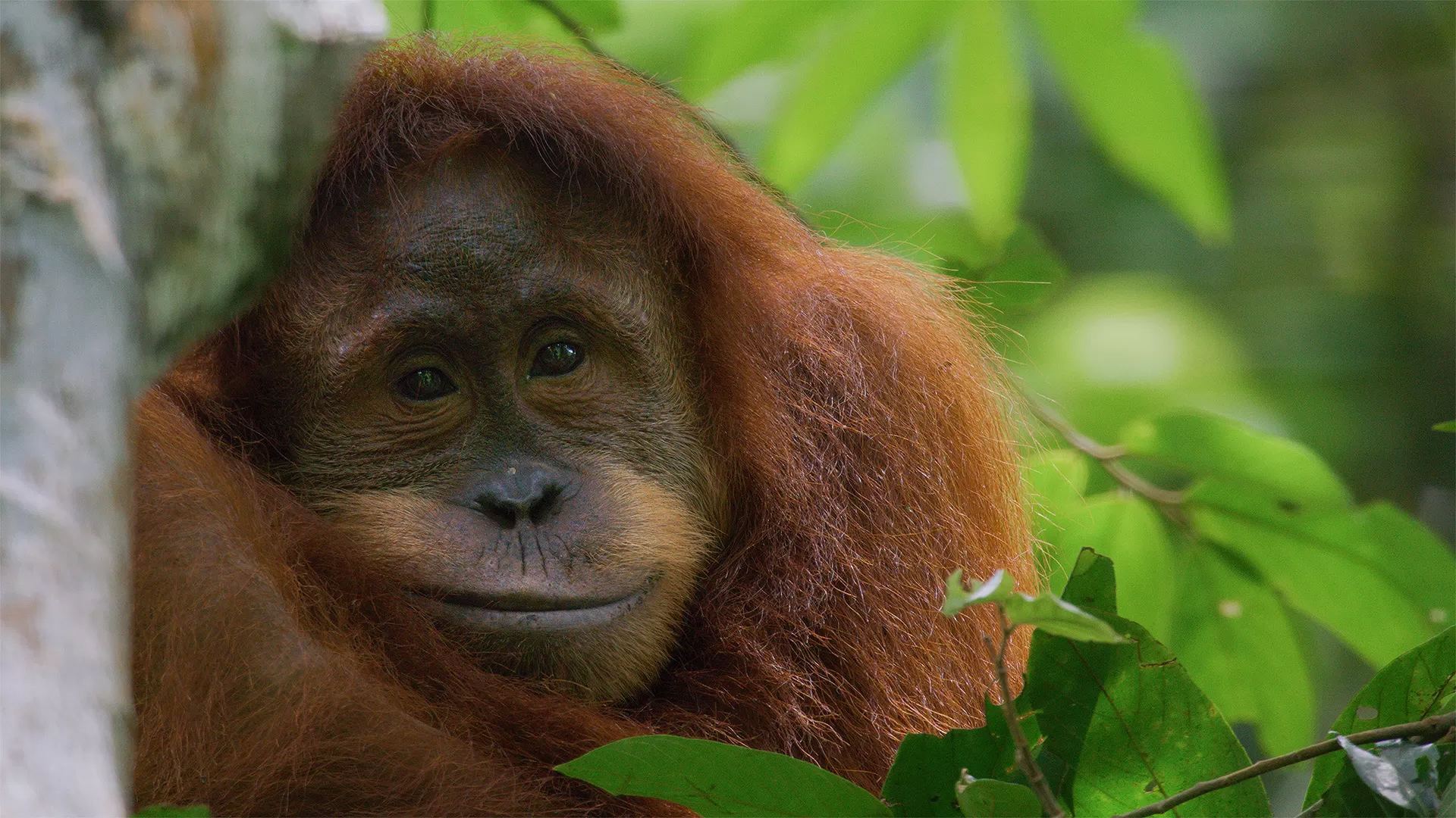 دانلود فیلم اورانگوتان Orangutan 2026