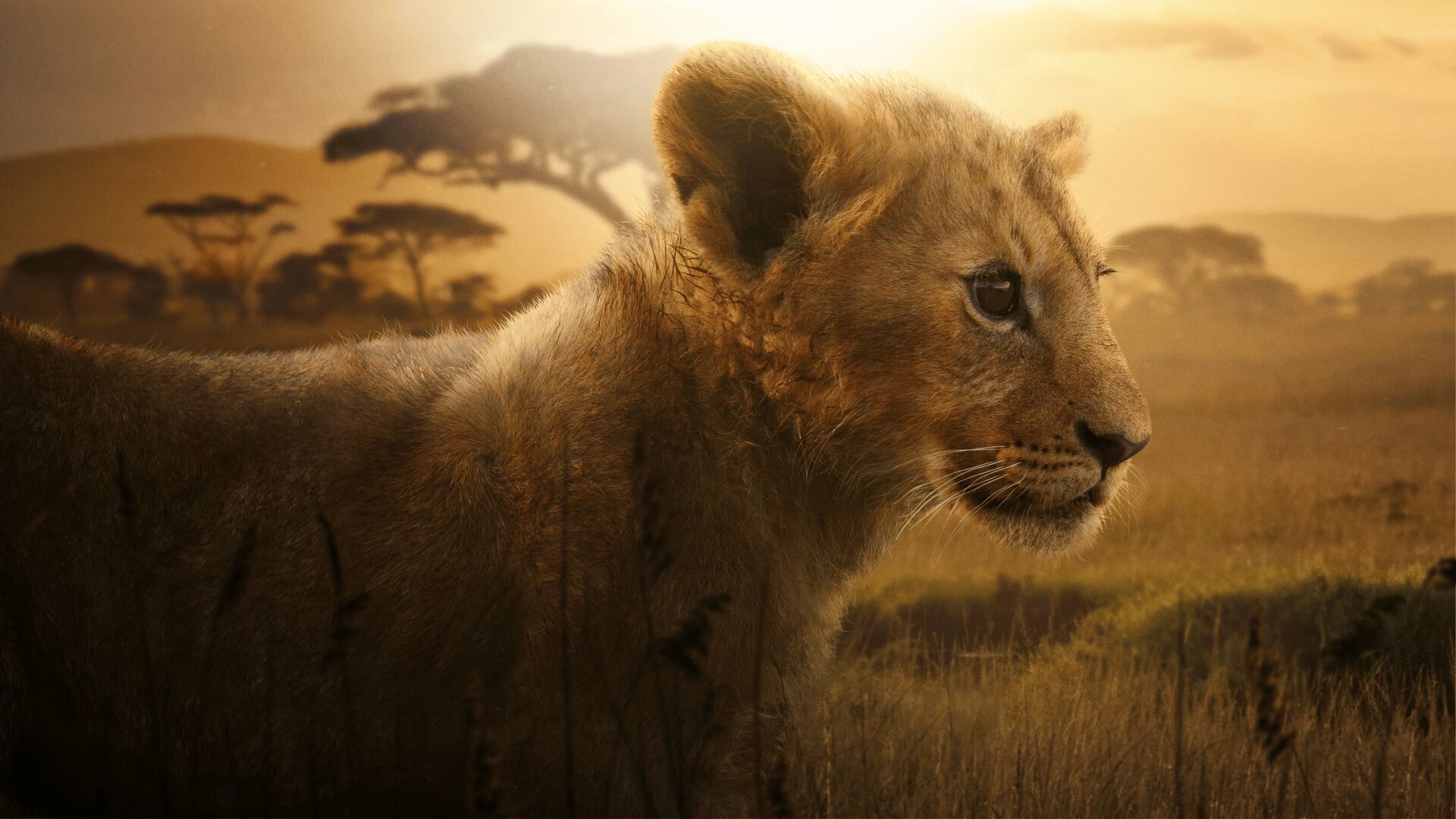 Lion wallpaper